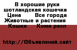 В хорошие руки шотландская кошечка › Цена ­ 7 - Все города Животные и растения » Кошки   . Коми респ.